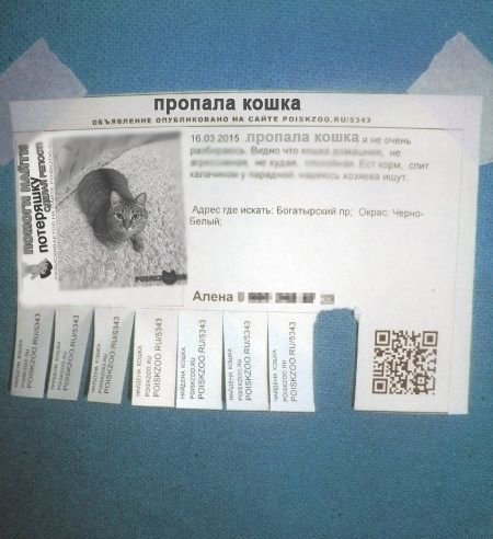 Фото объявления пропала кошка от поискзоо